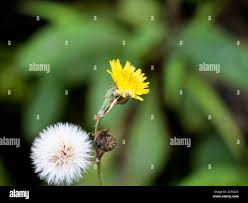 Attēlu rezultāti vaicājumam “Sonchus asper flower”