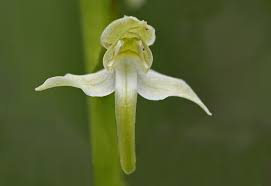 Attēlu rezultāti vaicājumam “Platanthera chlorantha”