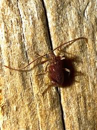 Attēlu rezultāti vaicājumam “Ptinus sp.”