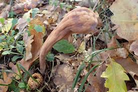 Attēlu rezultāti vaicājumam “Clavaria straminea”