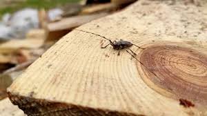 Attēlu rezultāti vaicājumam “Acanthocinus aedilis”