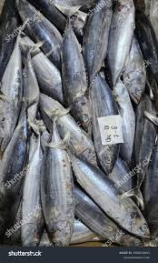 Image result for Katsuwonus pelamis