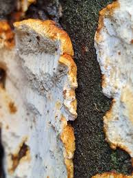 Attēlu rezultāti vaicājumam “Antrodia serialis”