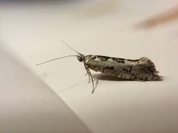 Attēlu rezultāti vaicājumam “Ypsolopha sequella”