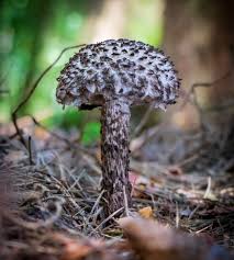 Attēlu rezultāti vaicājumam “Strobilomyces strobilaceus”