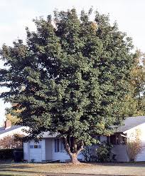 Attēlu rezultāti vaicājumam “Acer pseudoplatanus fo. purpurascens”