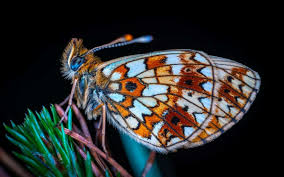 Attēlu rezultāti vaicājumam “macro”