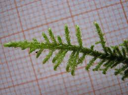 Attēlu rezultāti vaicājumam “Palustriella commutata”