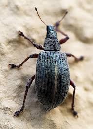 Attēlu rezultāti vaicājumam “Polydrusus mollis”