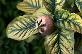 Attēlu rezultāti vaicājumam “Mespilus germanica leaf”