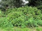 Rosa Rugosa bush - via Daymix