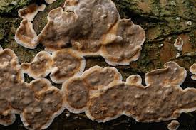 Attēlu rezultāti vaicājumam “Stereum rugosum”