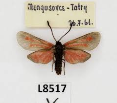 Attēlu rezultāti vaicājumam “Zygaenidae”