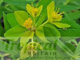 Attēlu rezultāti vaicājumam “Euphorbia palustris flower”