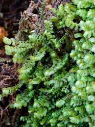 Attēlu rezultāti vaicājumam “Scapania nemorea”