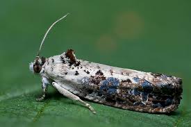 Attēlu rezultāti vaicājumam “Hedya salicella”