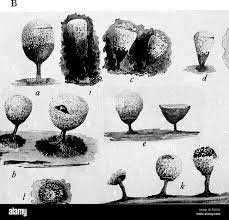 Attēlu rezultāti vaicājumam “Craterium leucocephalum”