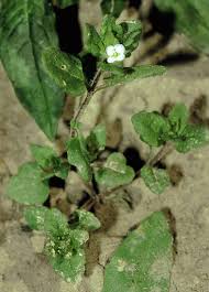 Attēlu rezultāti vaicājumam “Veronica agrestis leaf”