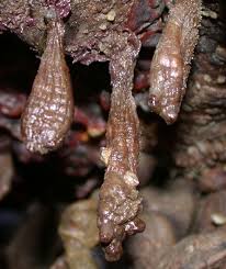 Attēlu rezultāti vaicājumam “Scardia boletella exuvia”