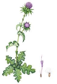 Image result for Silybum marianum