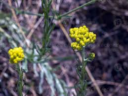 Attēlu rezultāti vaicājumam “Helichrysum arenarium leaf”