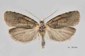 Attēlu rezultāti vaicājumam “Epiblema grandaevana”