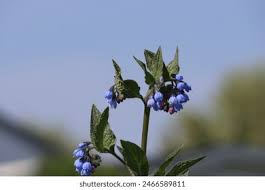 Attēlu rezultāti vaicājumam “Symphytum asperum”