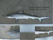 Image result for Rhizoprionodon terraenovae