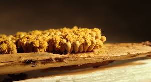 Attēlu rezultāti vaicājumam “Oligonema favogineum”