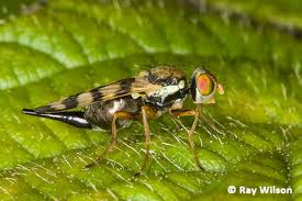 Attēlu rezultāti vaicājumam “Tephritidae”