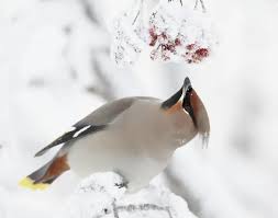 Attēlu rezultāti vaicājumam “Bombycilla garrulus adult”