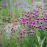 Image result for Dianthus carthusianorum