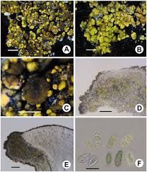 Attēlu rezultāti vaicājumam “Candelariella sp.”