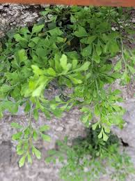 Attēlu rezultāti vaicājumam “Asplenium ruta-muraria”