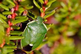 Attēlu rezultāti vaicājumam “Chlorochroa juniperina imago”