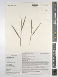 Attēlu rezultāti vaicājumam “Phleum phleoides”