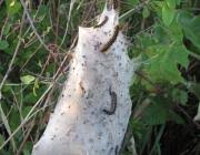 Attēlu rezultāti vaicājumam “Eriogaster lanestris larva”