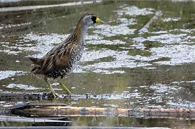 Image result for Porzana carolina