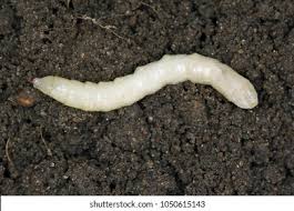 Attēlu rezultāti vaicājumam “Tipulidae larva”