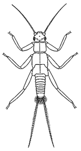 Attēlu rezultāti vaicājumam “Plecoptera”