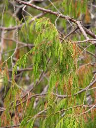 Attēlu rezultāti vaicājumam “Symphytocarpus flaccidus young”