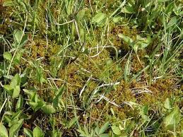 Attēlu rezultāti vaicājumam “Hamatocaulis vernicosus”