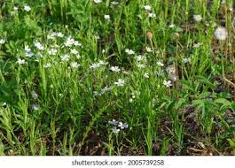 Attēlu rezultāti vaicājumam “Stellaria nemorum bud”