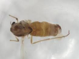 Attēlu rezultāti vaicājumam “Tanytarsus”