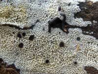 Attēlu rezultāti vaicājumam “Ceriporia excelsa”