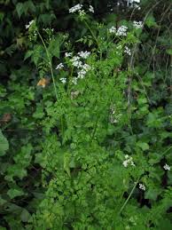 Image result for Anthriscus cerefolium