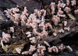 Attēlu rezultāti vaicājumam “Arcyria denudata spores”