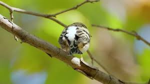 Attēlu rezultāti vaicājumam “Fringilla montifringilla female”