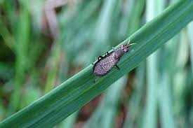 Attēlu rezultāti vaicājumam “Coremacera marginata”