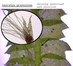 Attēlu rezultāti vaicājumam “Geocalyx graveolens”